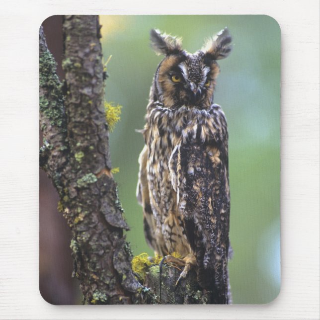 Mousepad Uma coruja-orelhuda empoleirada num ramo de árvore (Frente)