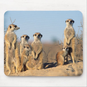 Mousepad Uma família de suricatas se aquecendo ao sol em su