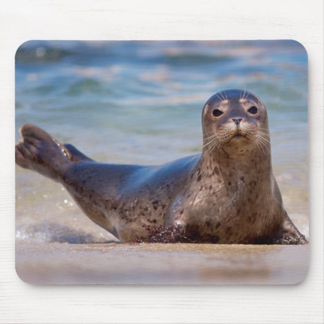 Mousepad Uma foca em uma praia ao longo da Costa do Pacífic (Frente)