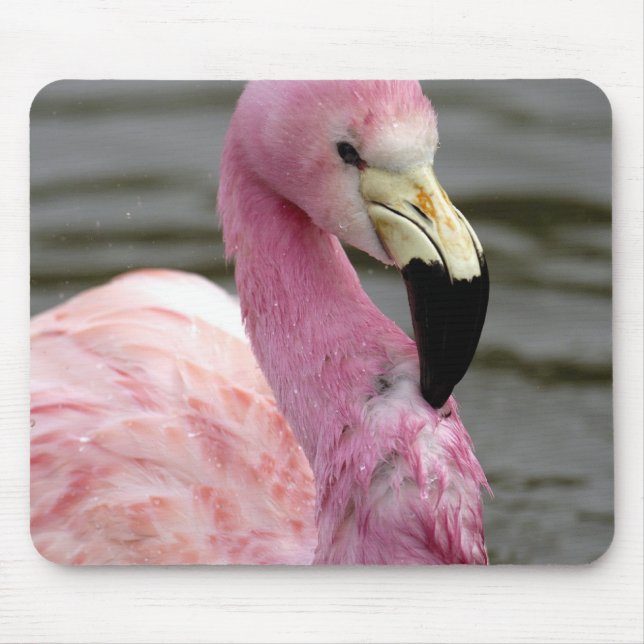 Mousepad Uma foto cativa de um Flamingo Andino (Frente)