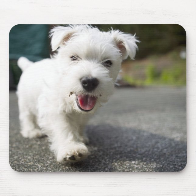 Mousepad Uma mulher de dez semanas, West Highland terrier (Frente)