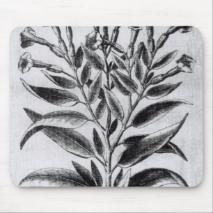 Mousepad Uma planta de tabaco, 1622
