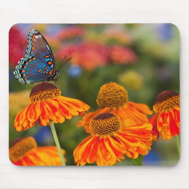Mousepad Uma Spicebush Swallowtail, Papilio troilus (Frente)