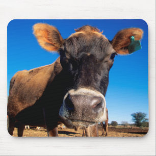 Mousepad Uma vaca Jersey curiosa