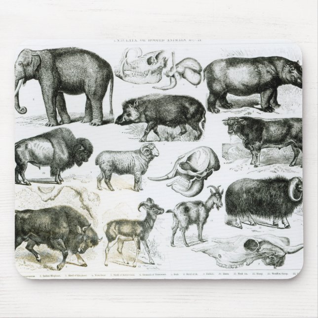 Mousepad Ungulata ou animais Hoofed (Frente)