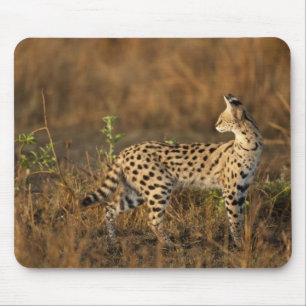Mousepad Upper Mara, Reserva de Caça Masai Mara, Quênia,