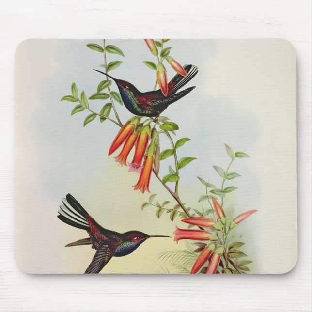 Mousepad Urochroa Bougieri (Frente)