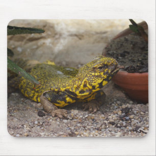 Mousepad Uromastyx geyri