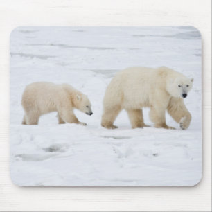 Mousepad Ursas polares fêmea e dois filhotes