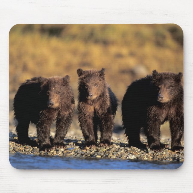 Mousepad Urso cinzento, urso marrom, filhotes, Katmai Nacio (Frente)
