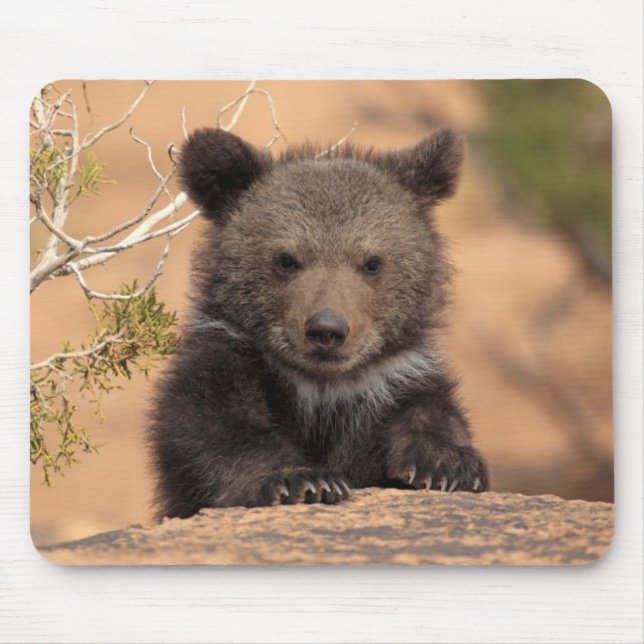 Mousepad Urso Cub do urso (Frente)