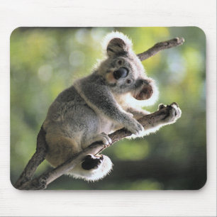Mousepad Urso de Koala