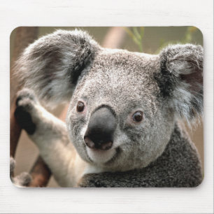 Mousepad Urso de Koala bonito