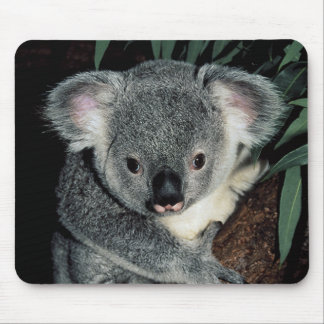 Mousepad Urso de Koala bonito
