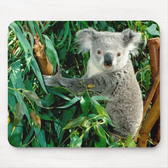 Mousepad Urso de Koala bonito (Frente)