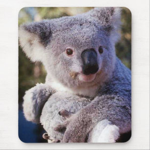Mousepad Urso De Koala, Segurando Um Urso De Koala