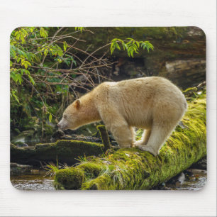 Mousepad Urso Espírito Branco