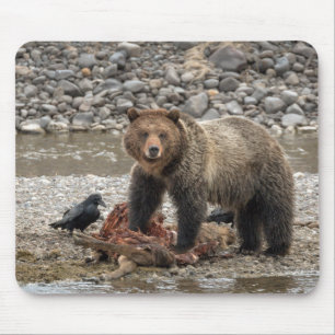 Mousepad Urso Grizzly e Proteção do Mouse Raven