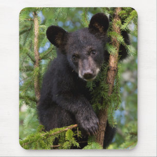 Mousepad Urso Negro Brincando em Árvores