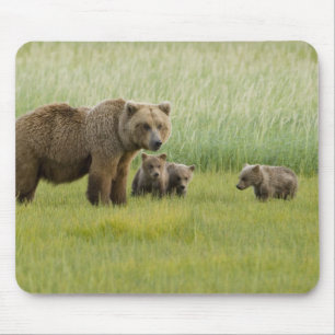 Mousepad Urso Pardo do Alasca Fêmea e três Filhotes, Ursus