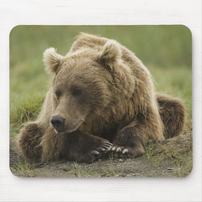 Mousepad Urso pardo, ou Urso Cinzento Costeiro, Ursus (Frente)