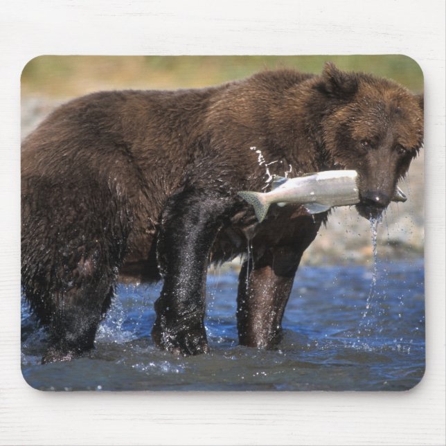 Mousepad Urso pardo, urso cinzento, com captura de salmão, (Frente)