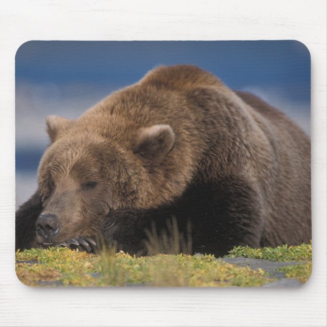 Mousepad Urso pardo, urso cinzento, tirando uma soneca, Kat (Frente)