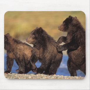 Mousepad urso pardo, Ursus arctos, urso cinzento, Ursus