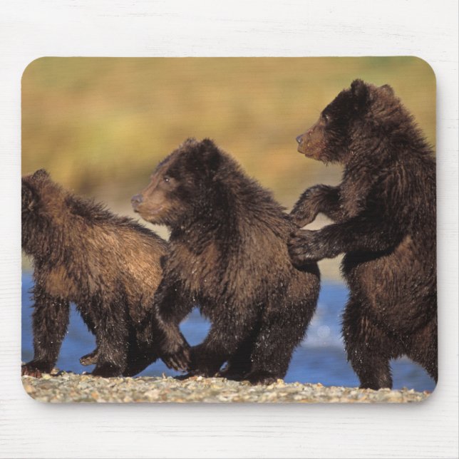 Mousepad urso pardo, Ursus arctos, urso cinzento, Ursus (Frente)
