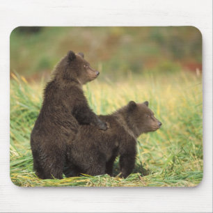 Mousepad urso pardo, Ursus arctos, urso cinzento, Ursus 2