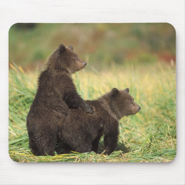 Mousepad urso pardo, Ursus arctos, urso cinzento, Ursus 2 (Frente)