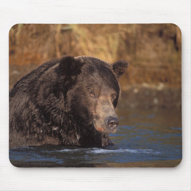 Mousepad urso pardo, Ursus arctos, urso cinzento, Ursus 5 (Frente)
