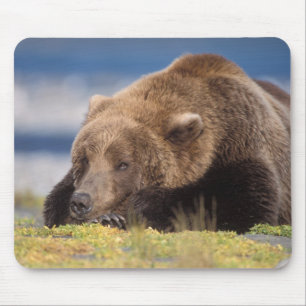 Mousepad urso pardo, Ursus arctos, urso cinzento, Ursus 8