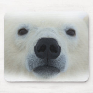 Mousepad Urso Polar