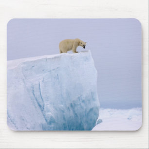 Mousepad urso polar, Ursus maritimus