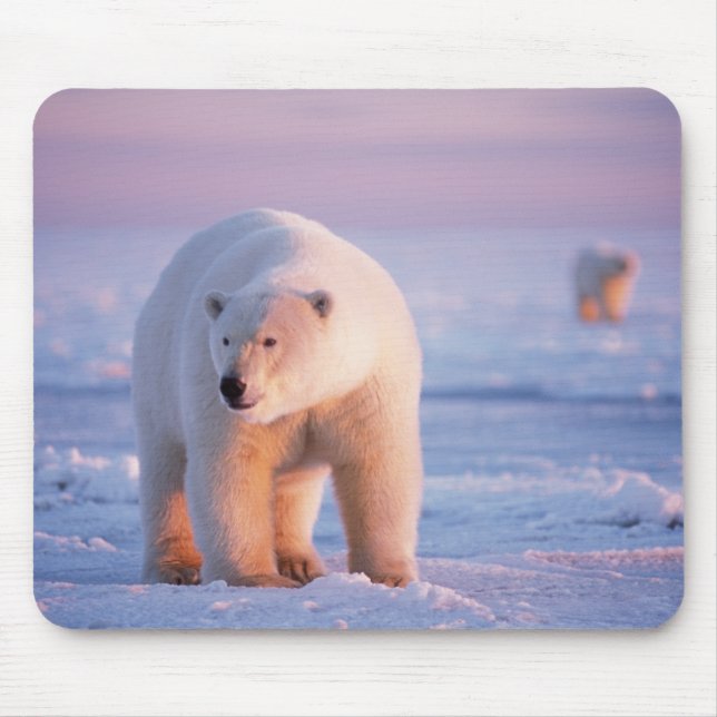 Mousepad urso polar, Ursus maritimus (Frente)
