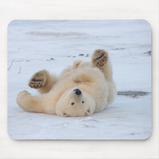 Mousepad urso polar, Ursus maritimus, filhote 3 (Frente)