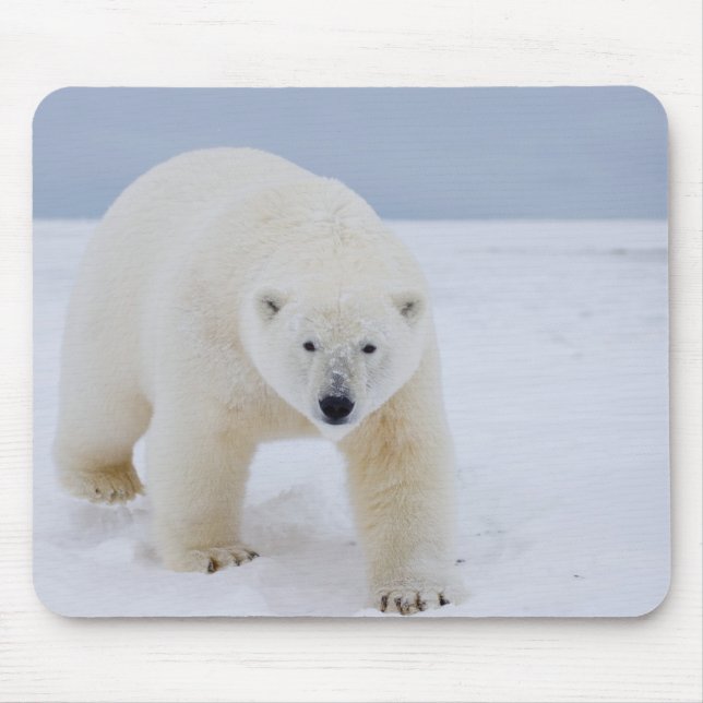 Mousepad urso polar, Ursus maritimus, no gelo e neve, (Frente)