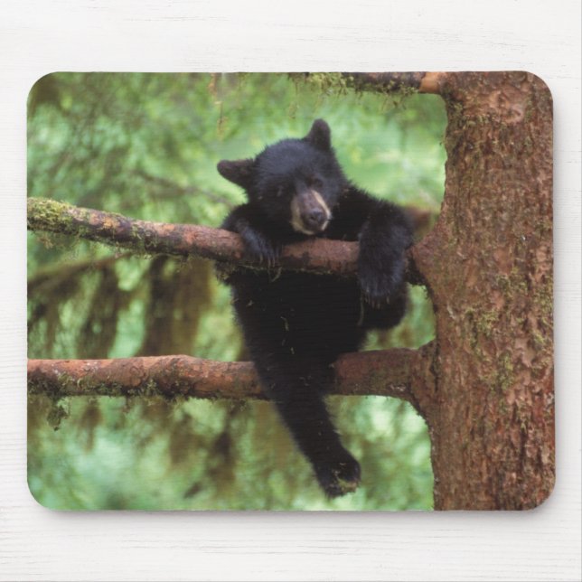 Mousepad urso preto, Ursus americanus, filhote em uma árvor (Frente)