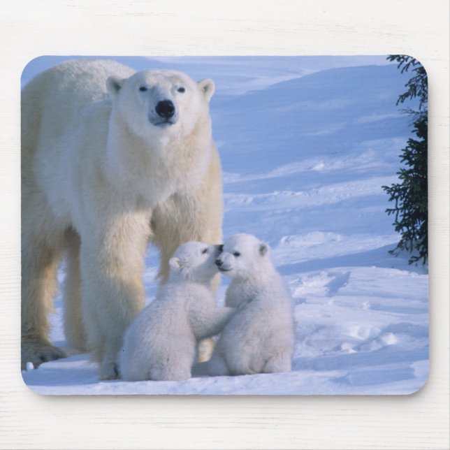 Mousepad Ursoaica polară în picioare cu 2 pui (Frente)