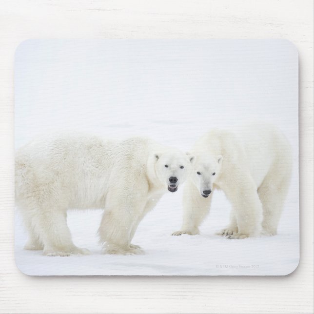Mousepad Ursos Polares de pé sobre a neve depois de tocar 2 (Frente)