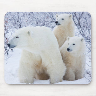 Mousepad Ursos polares e dois filhotes