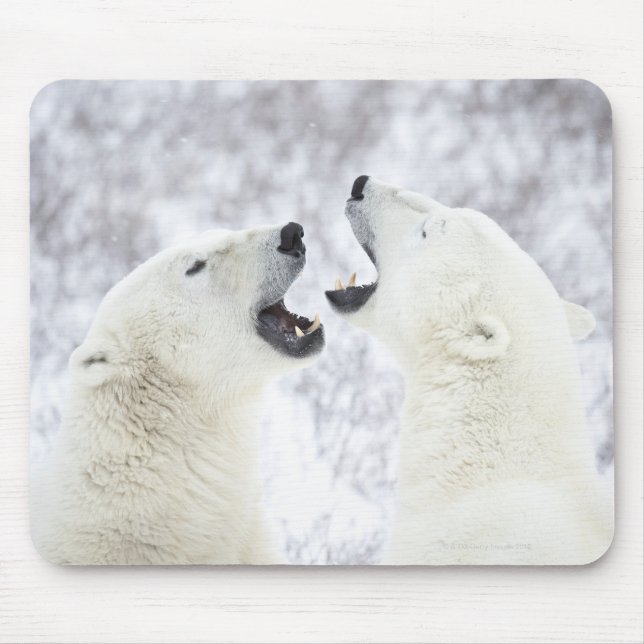 Mousepad Ursos Polares tocando na neve. (Frente)