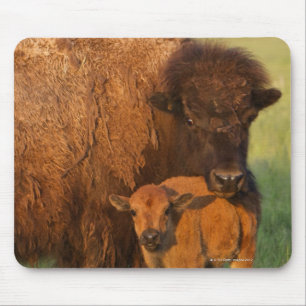 Mousepad Vaca do bisonte americano e vitela, North Dakota