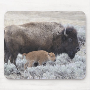 Mousepad Vaca e Vitelo Bison, Yellowstone