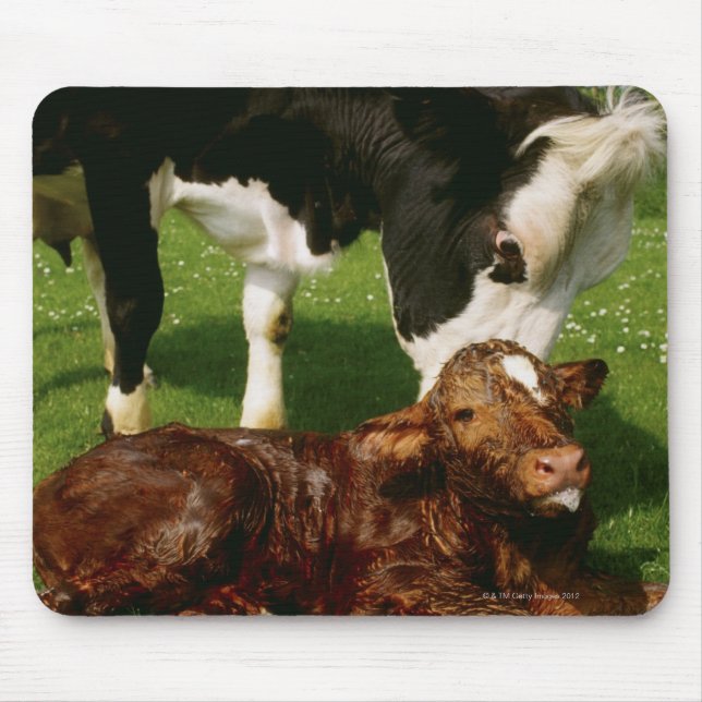 Mousepad Vaca e vitelo recém-nascido (Frente)