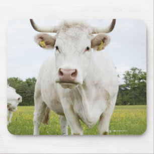 Mousepad Vaca que está no campo gramíneo