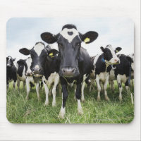 Vacas em fila olhando para a câmera