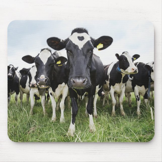 Mousepad Vacas em fila olhando para a câmera (Frente)