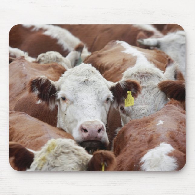 Mousepad Vacas em um curral (Frente)